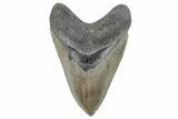 Serrated, Fossil Megalodon Tooth - South Carolina #289338-1